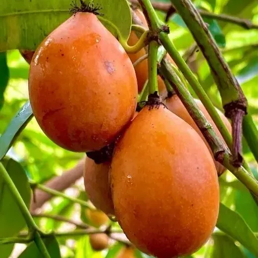 thumbnail for publication: Achachairu (Garcinia humilis), árbol frutal: botánica y cultivo comercial en el sur de Florida